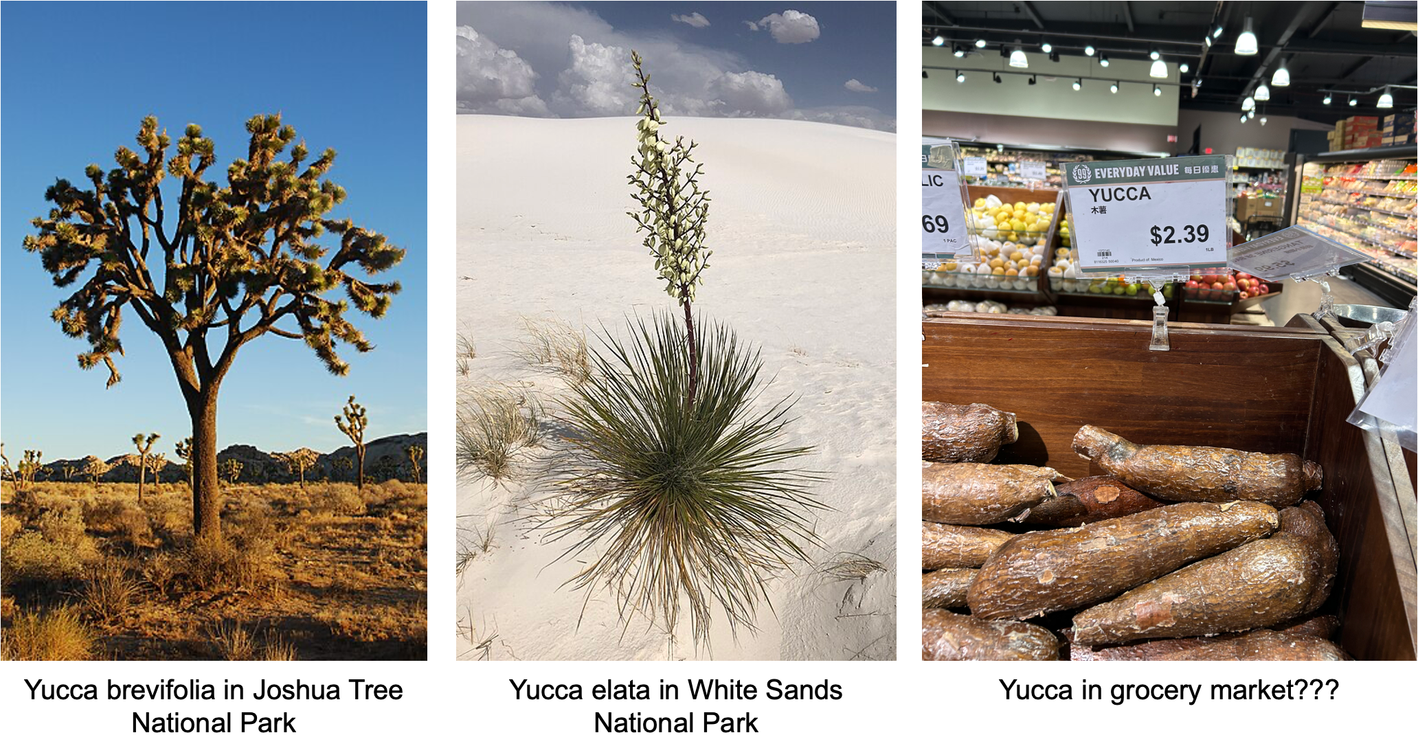 Yucca Pic